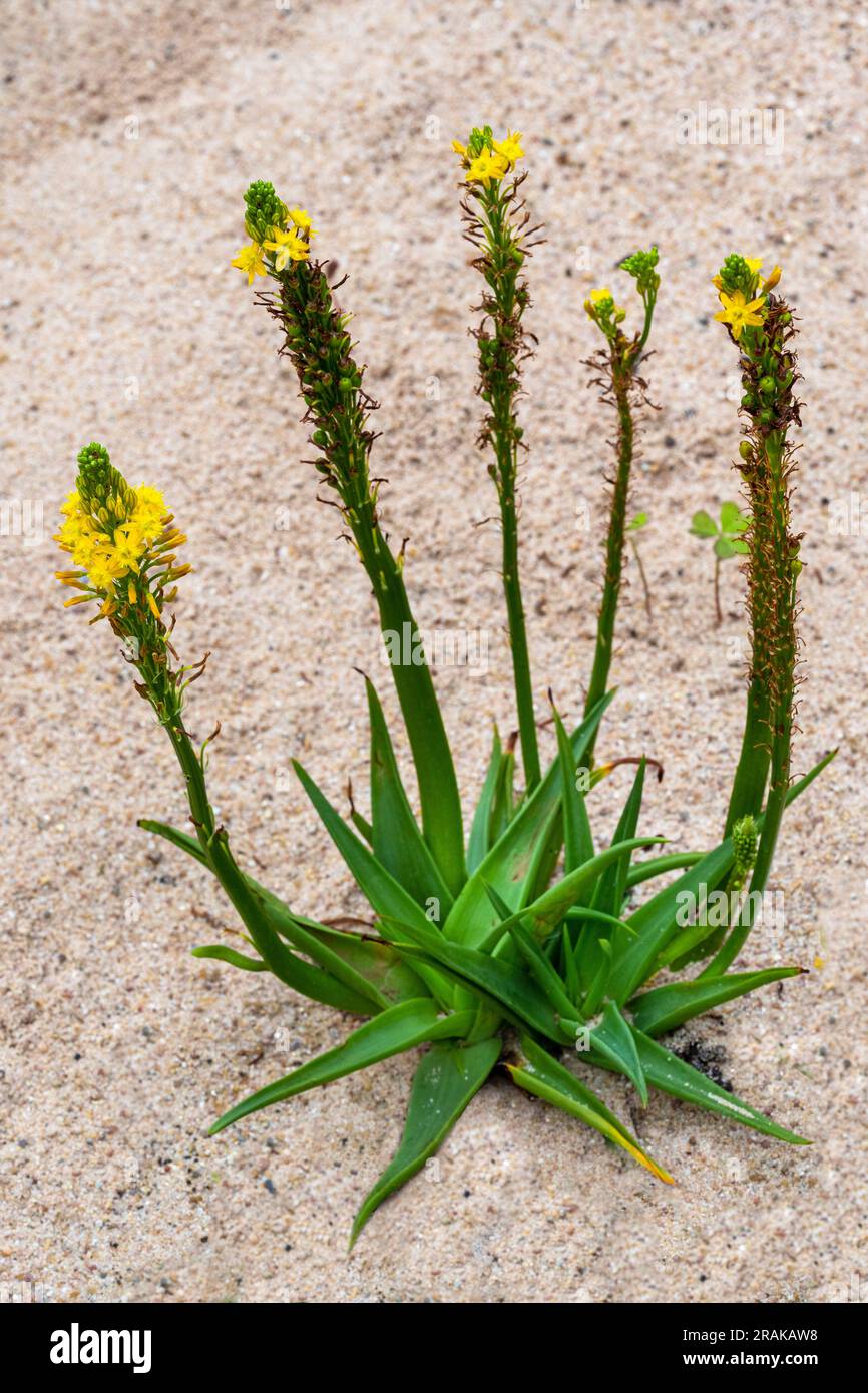 Sout African plant Bulbine latifolia also known with common name Bulbine Stock Photo