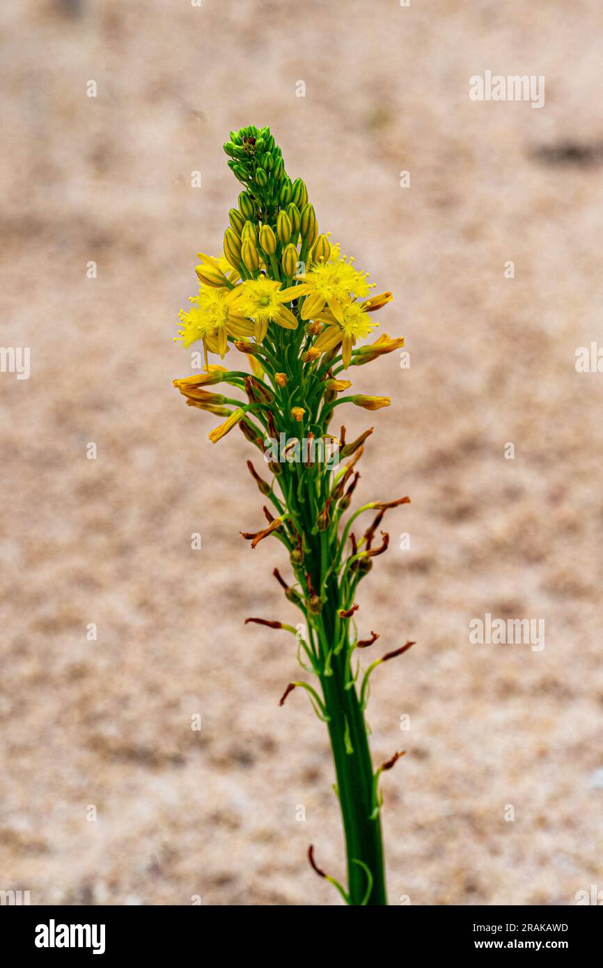 Sout African plant Bulbine latifolia also known with common name Bulbine Stock Photo