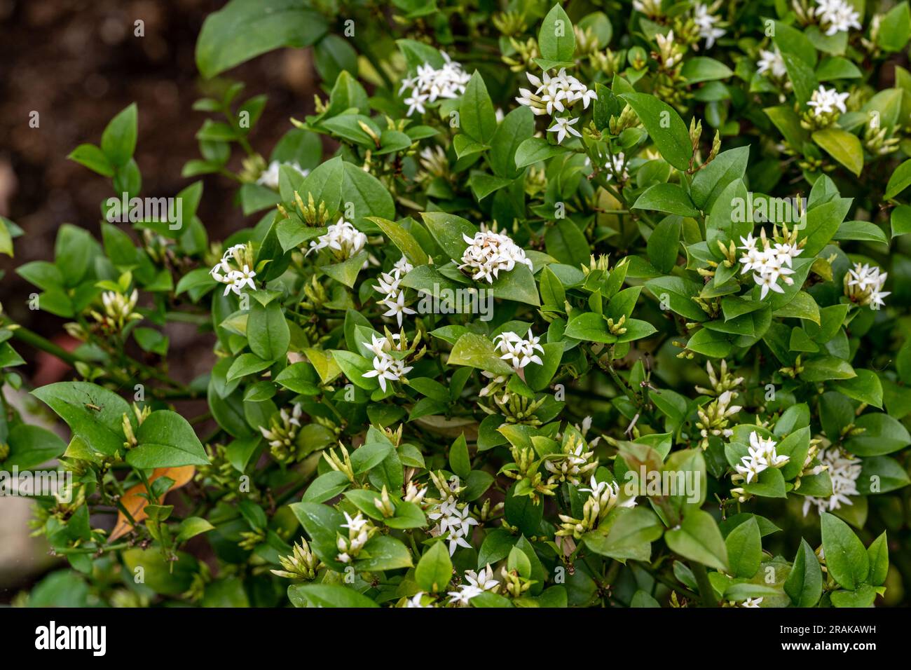 Carissa bispinosa grows as a shrub or small tree Stock Photo