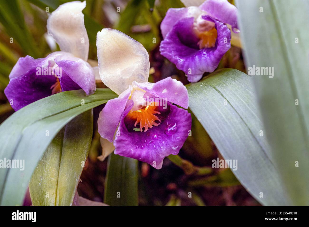 Central America orchid (Cochleanthes discolor). This botanical emits a unique cedar fragrance. Stock Photo
