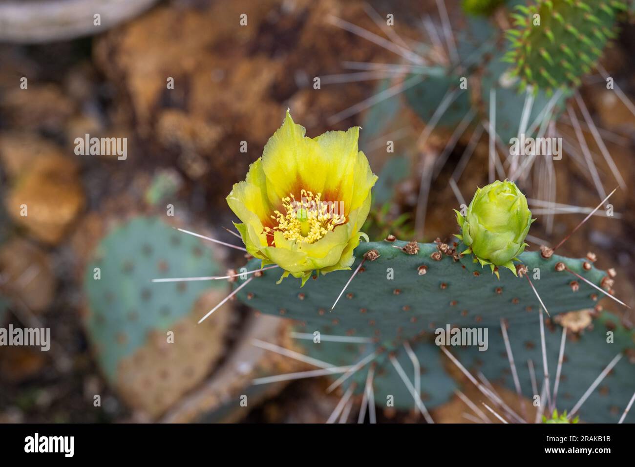Prickly pears cactus (opuntia microdasys) with golden flowers. Stock Photo