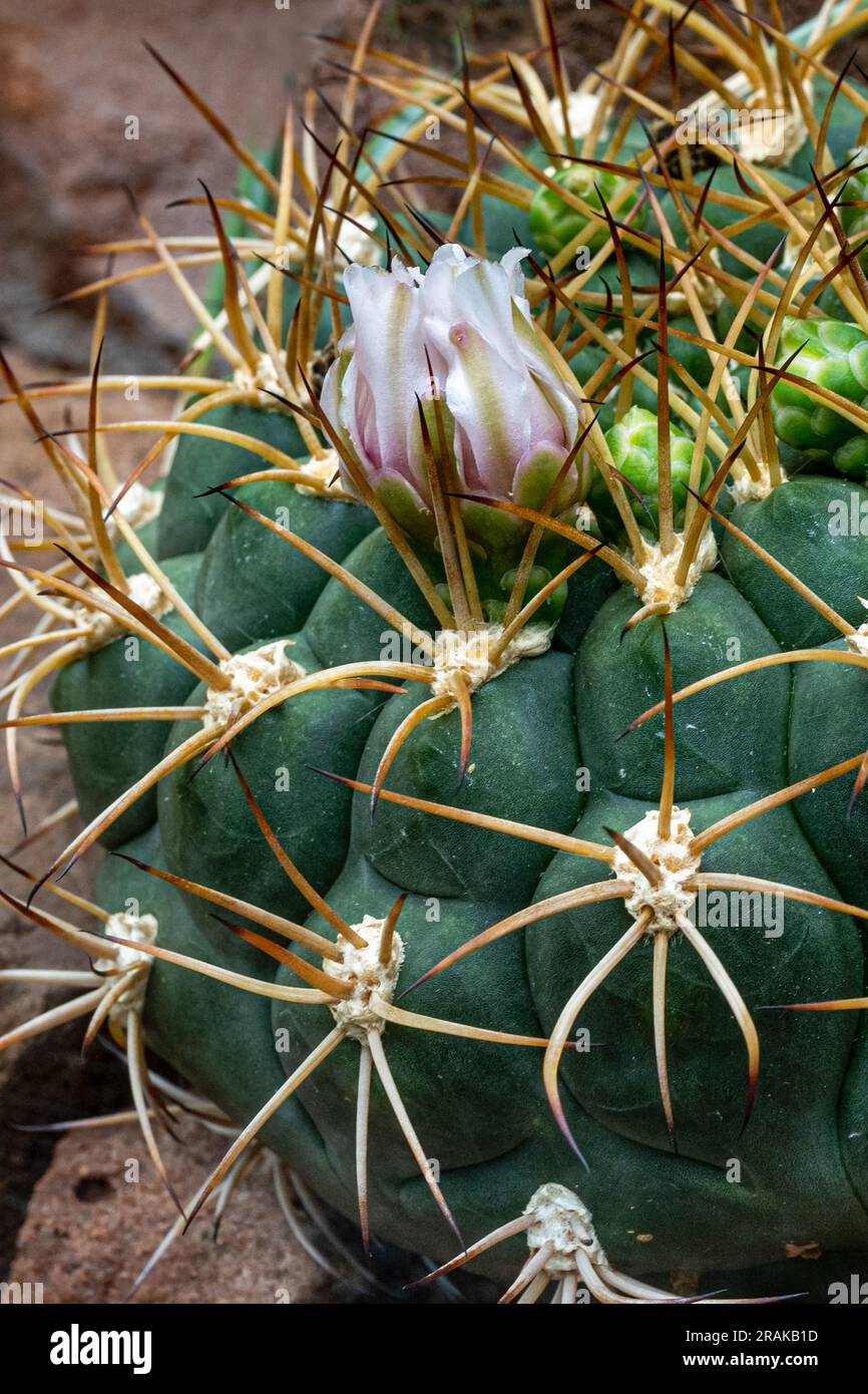 Gymnocalycium schickendantzii hi-res stock photography and images - Alamy