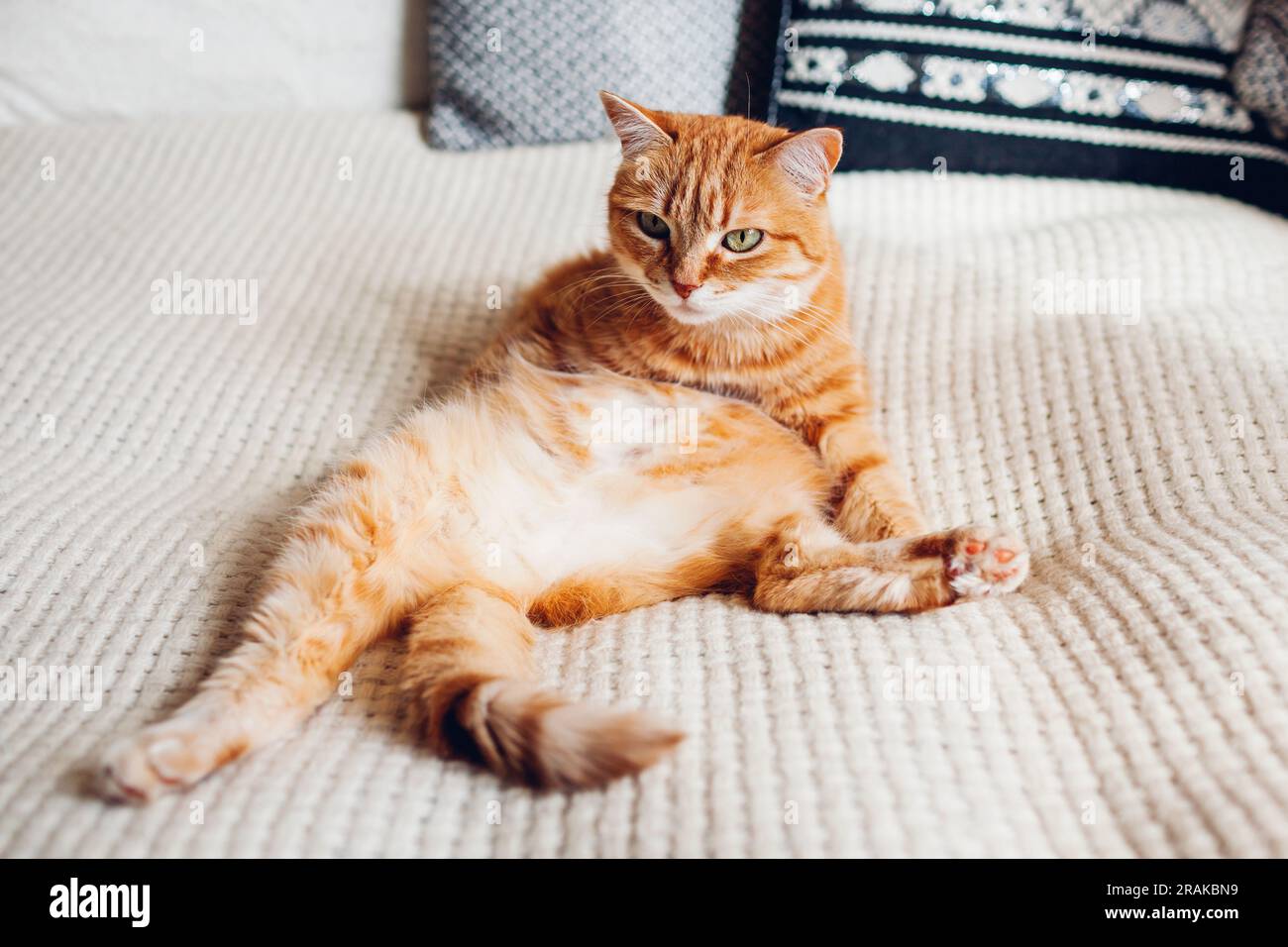 Ginger cat sleeping on couch in living room lying in funny pose on