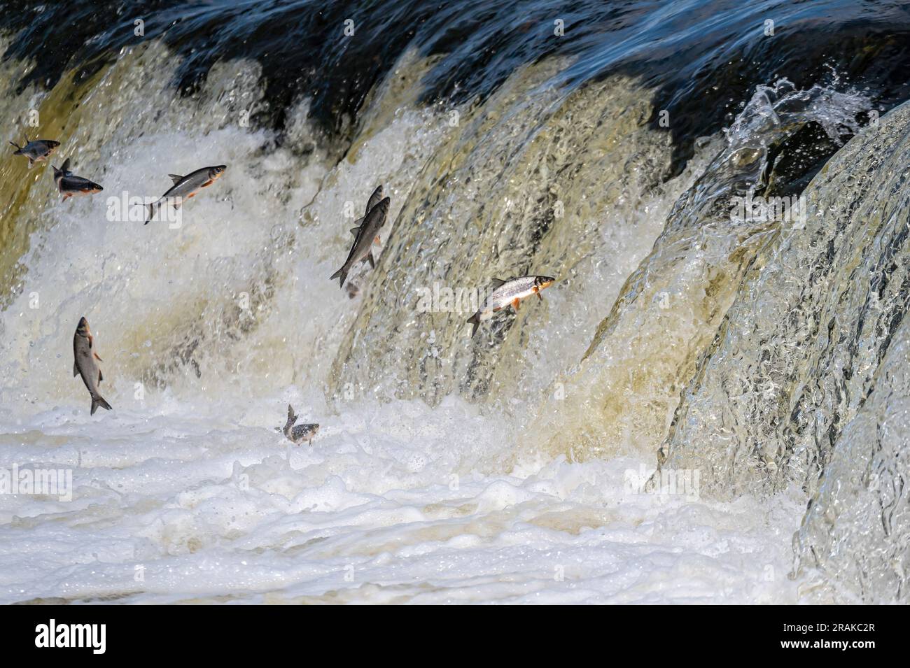 Fishes go for spawning upstream. Vimba jumps over waterfall on the Venta River, Kuldiga, Latvia Stock Photo