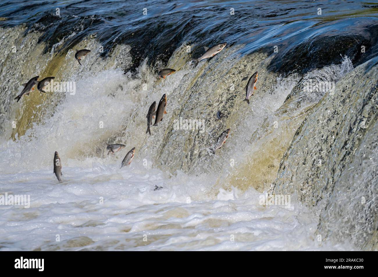 Fishes go for spawning upstream. Vimba jumps over waterfall on the Venta River, Kuldiga, Latvia Stock Photo