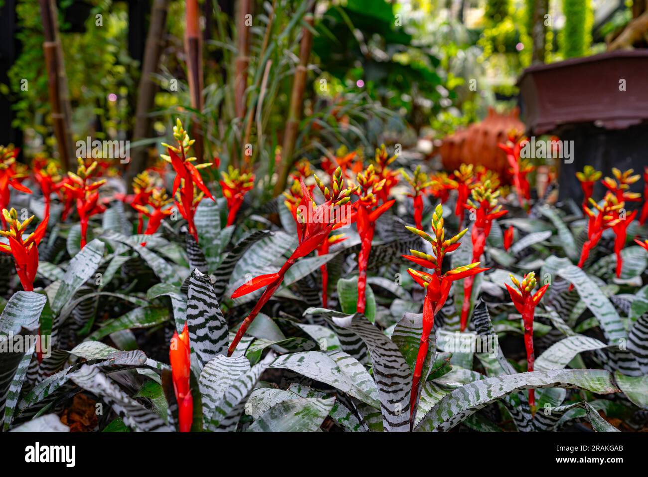 Bromeliad in various colors Stock Photo