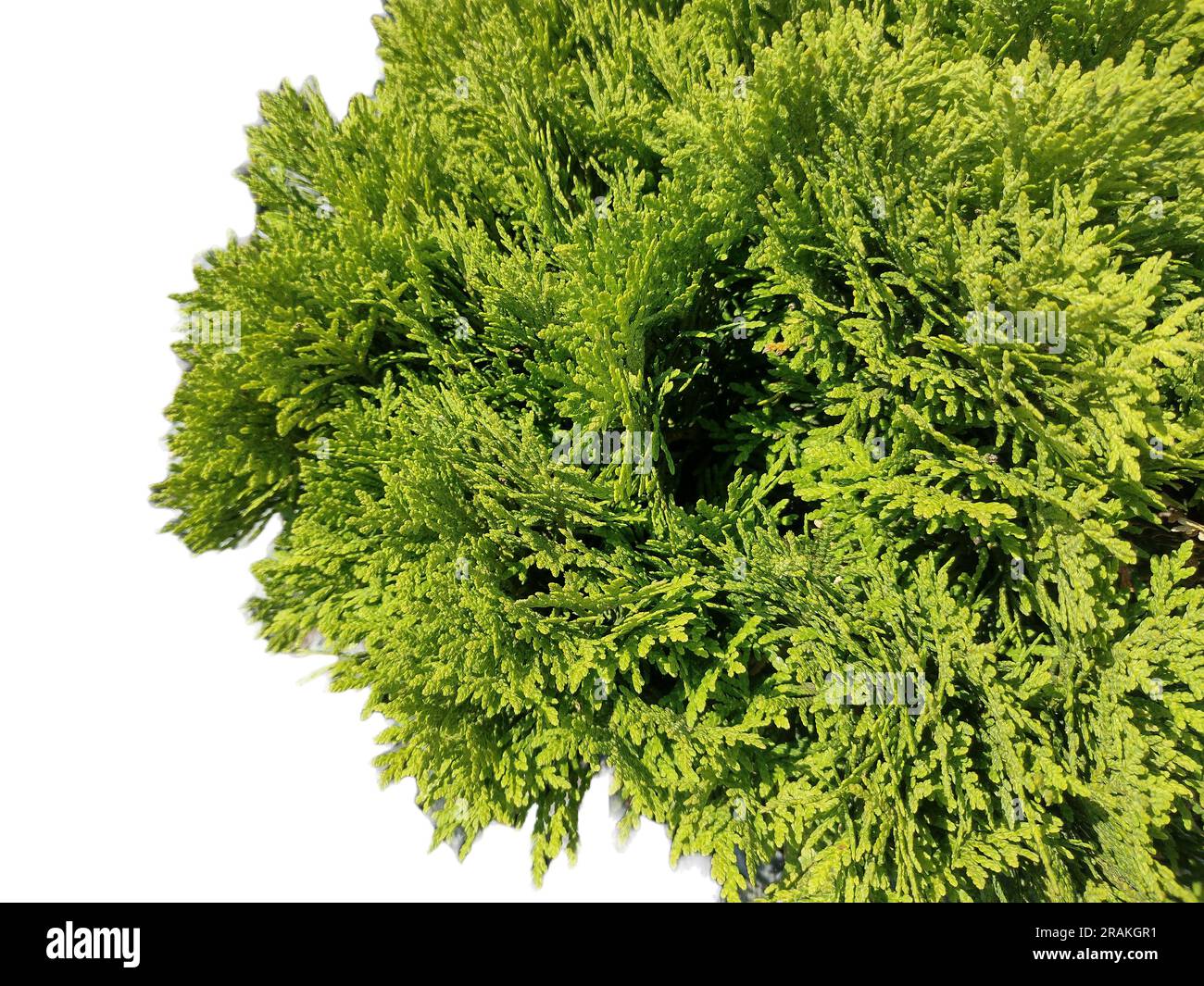 Closeup view of Juniperus sabina. Savin Stock Photo