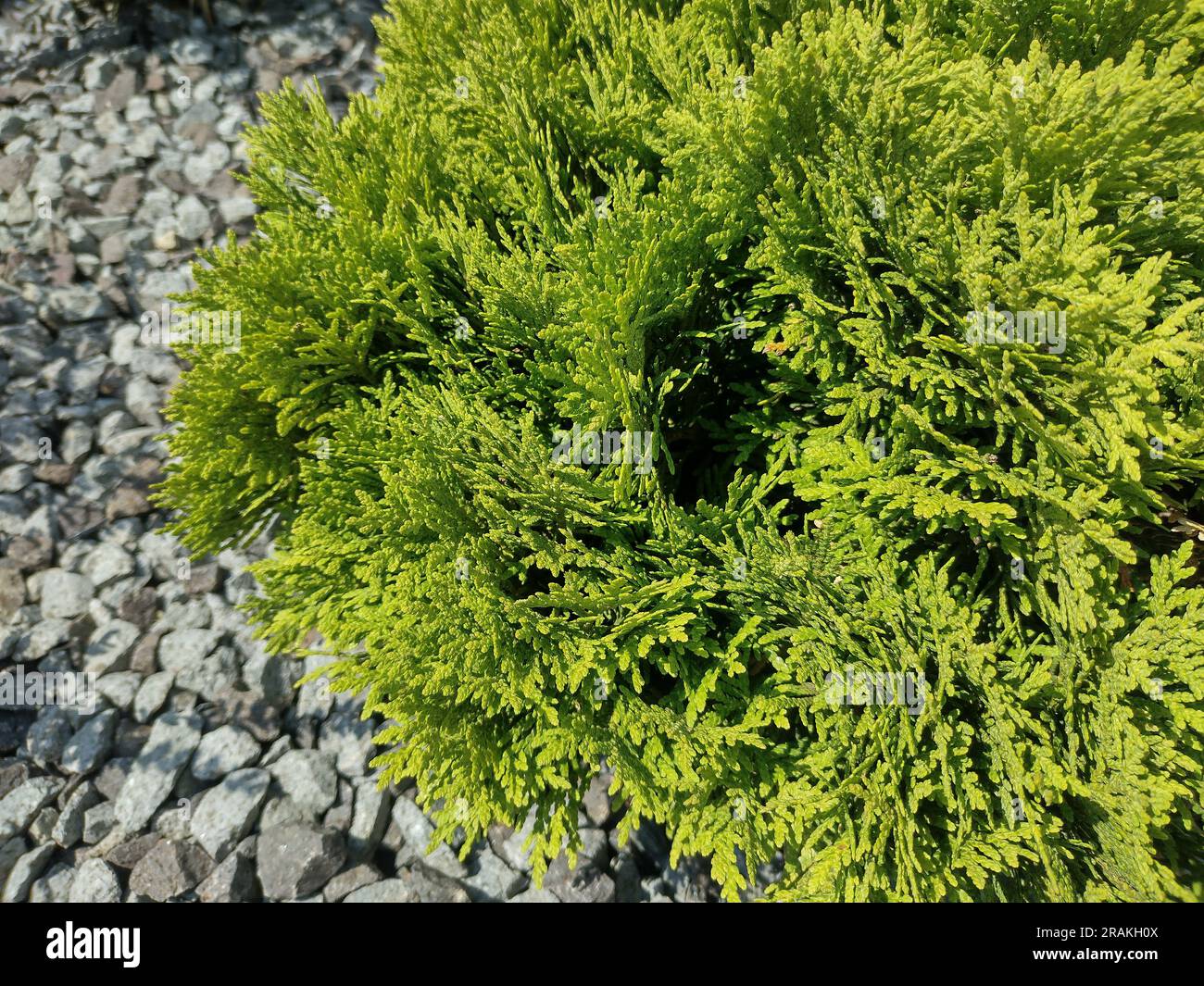 Closeup view of Juniperus sabina. Savin Stock Photo