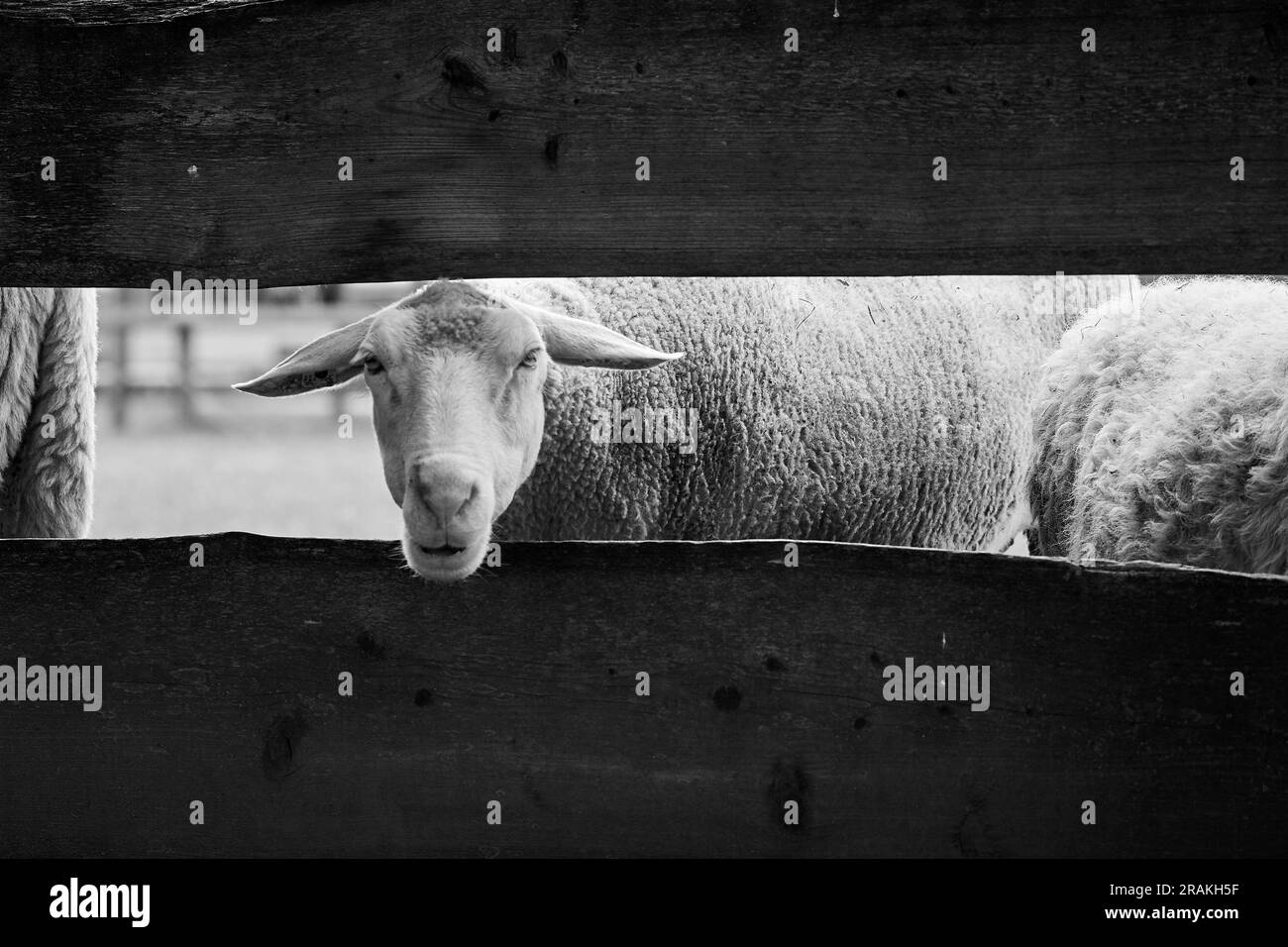 Sheep looking through wooden fence on a farm Stock Photo