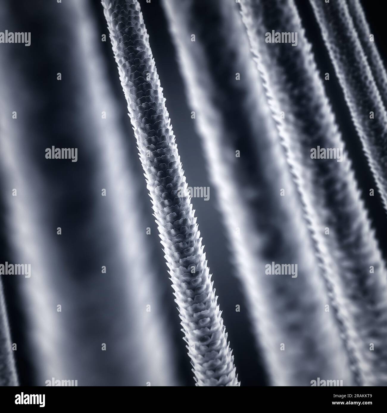Low and High porosity hair strands, Hair damage concept Stock Photo Alamy