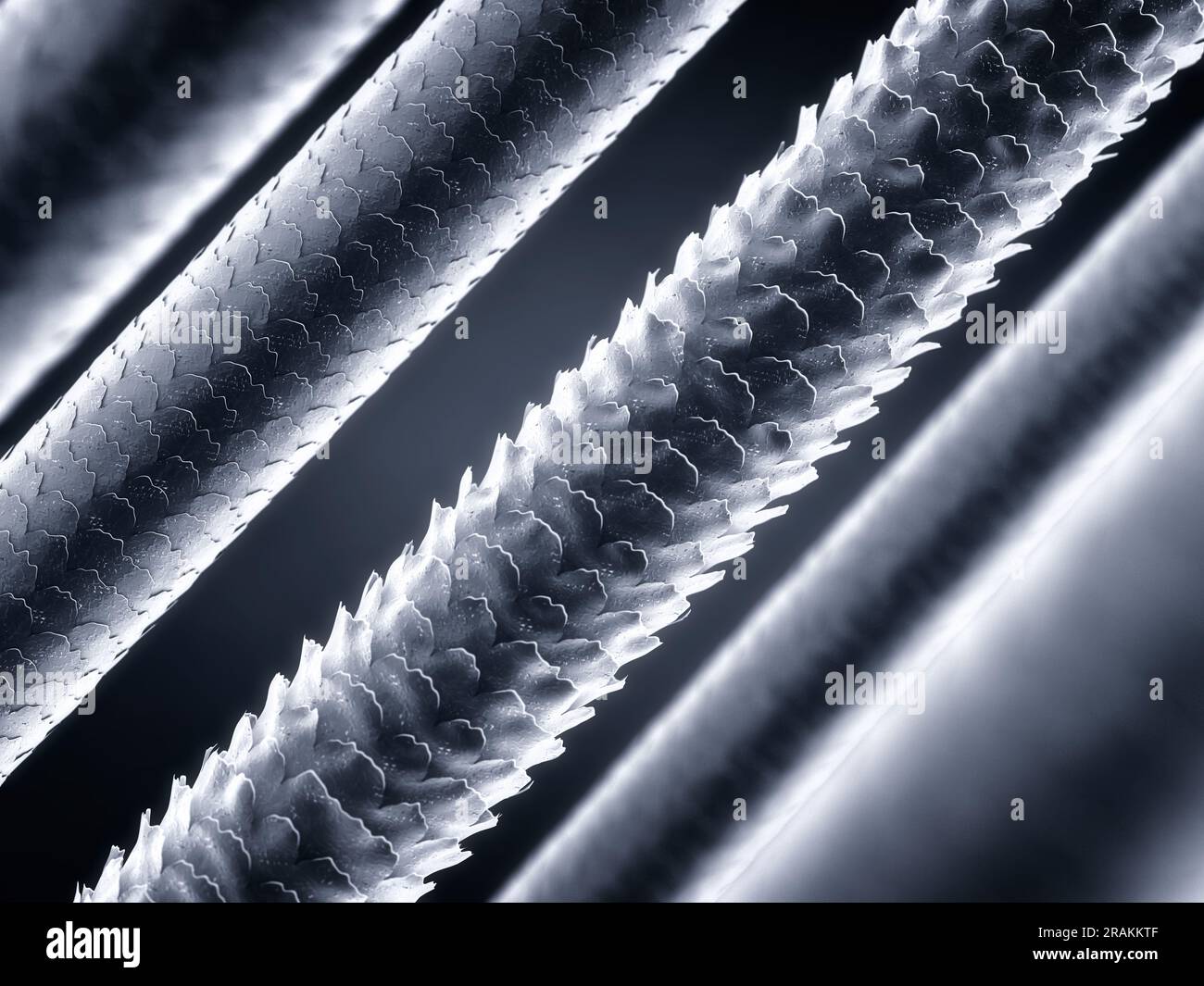 Low and High porosity hair strands, Hair damage concept Stock Photo Alamy