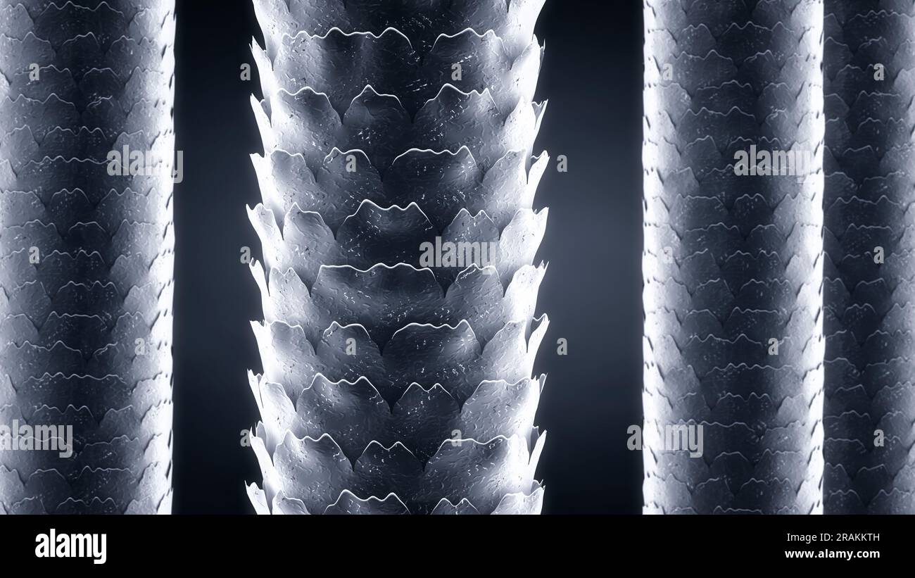 Low and High porosity hair strands, Hair damage concept Stock Photo Alamy