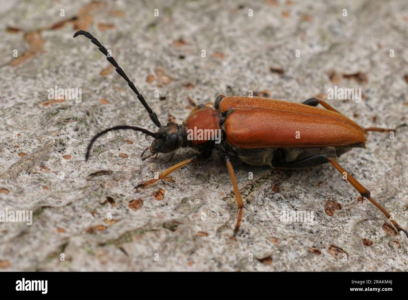 Natural closeup on a bulke Red-brown Longhorn Beetle , Corymbia or Stictoleptura rubra on wood Stock Photo