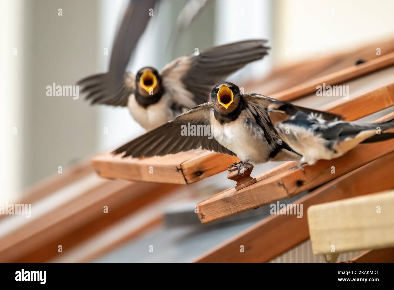 Swallow open mouth hi-res stock photography and images - Page 5 - Alamy