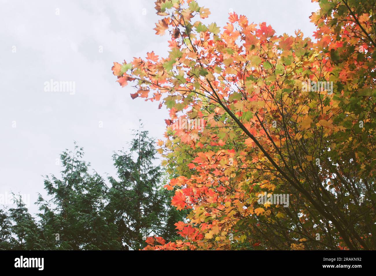 Background tree leaves hi-res stock photography and images - Alamy