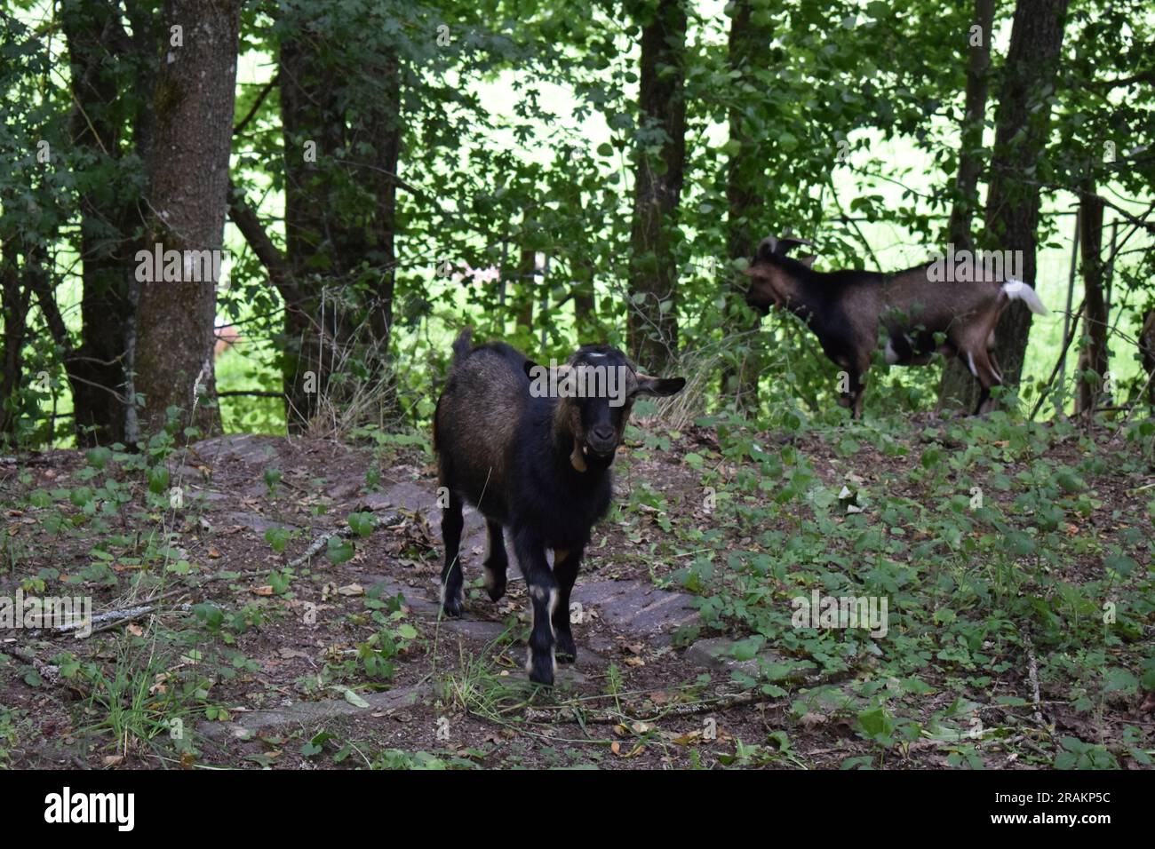 Goat In Forest Cabra capra hircus hi-res stock photography and images - Alamy
