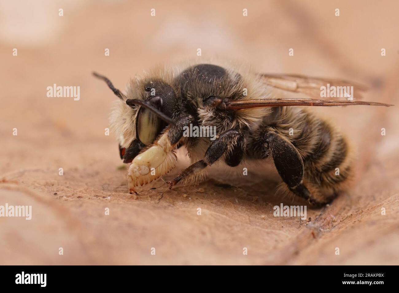 Detailed closeup on a male Coast leafcutter solitary mason bee , Megachile maritima with it's typical thick hind tibia Stock Photo