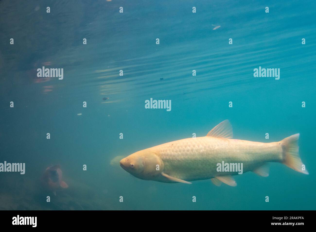 large grass carp swimming in a lake Stock Photo Alamy