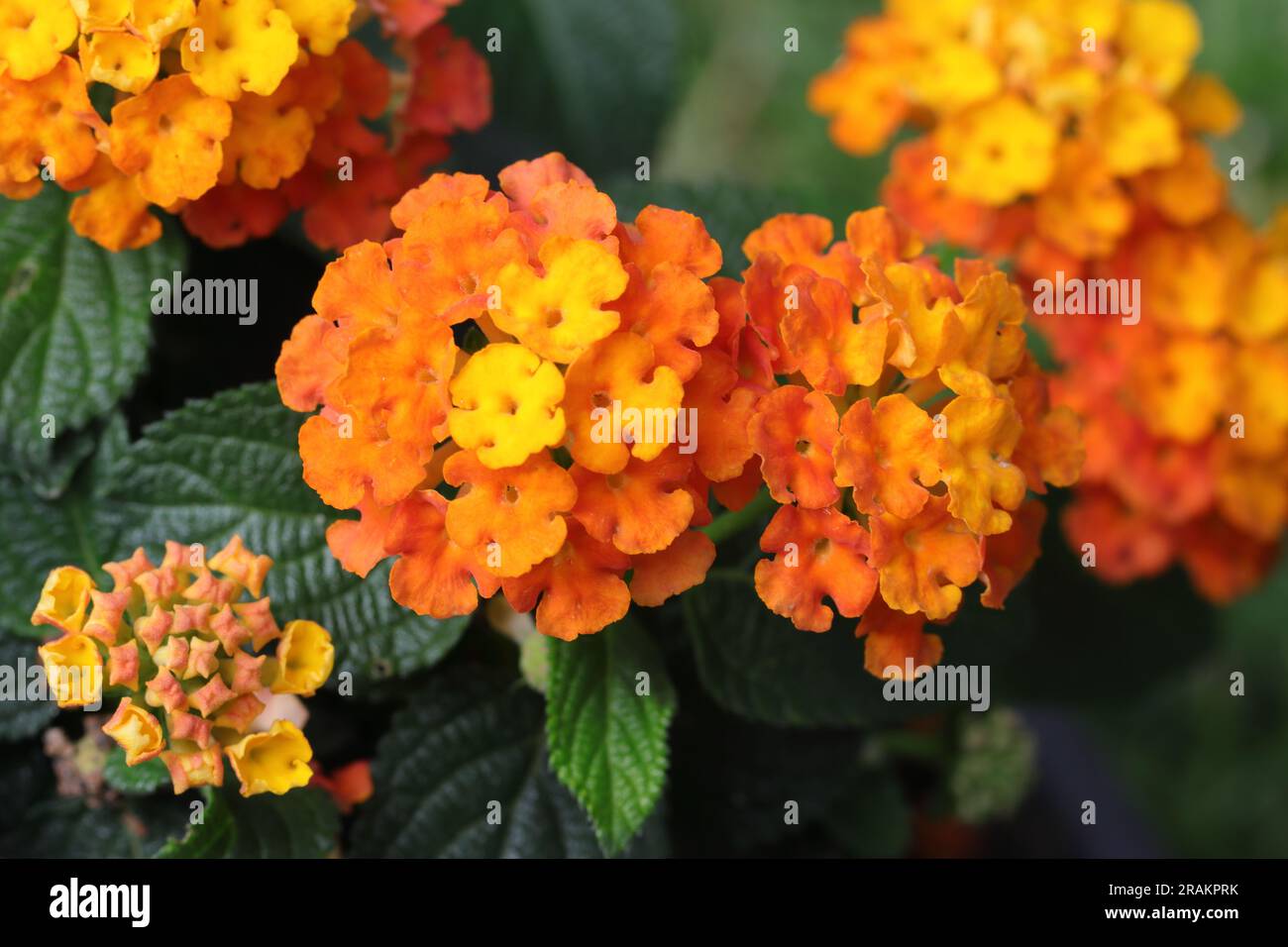 Close-up of a beautiful orange and yellow lantana flowers, selective focus, view from above Stock Photo