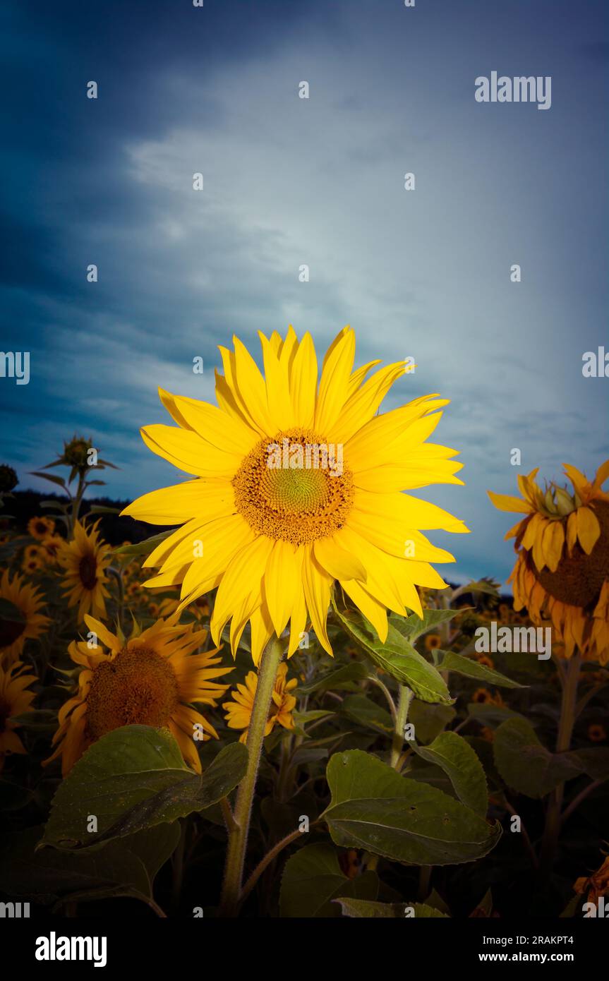 Field of yellow sunflowers under dramatic sky Stock Photo - Alamy