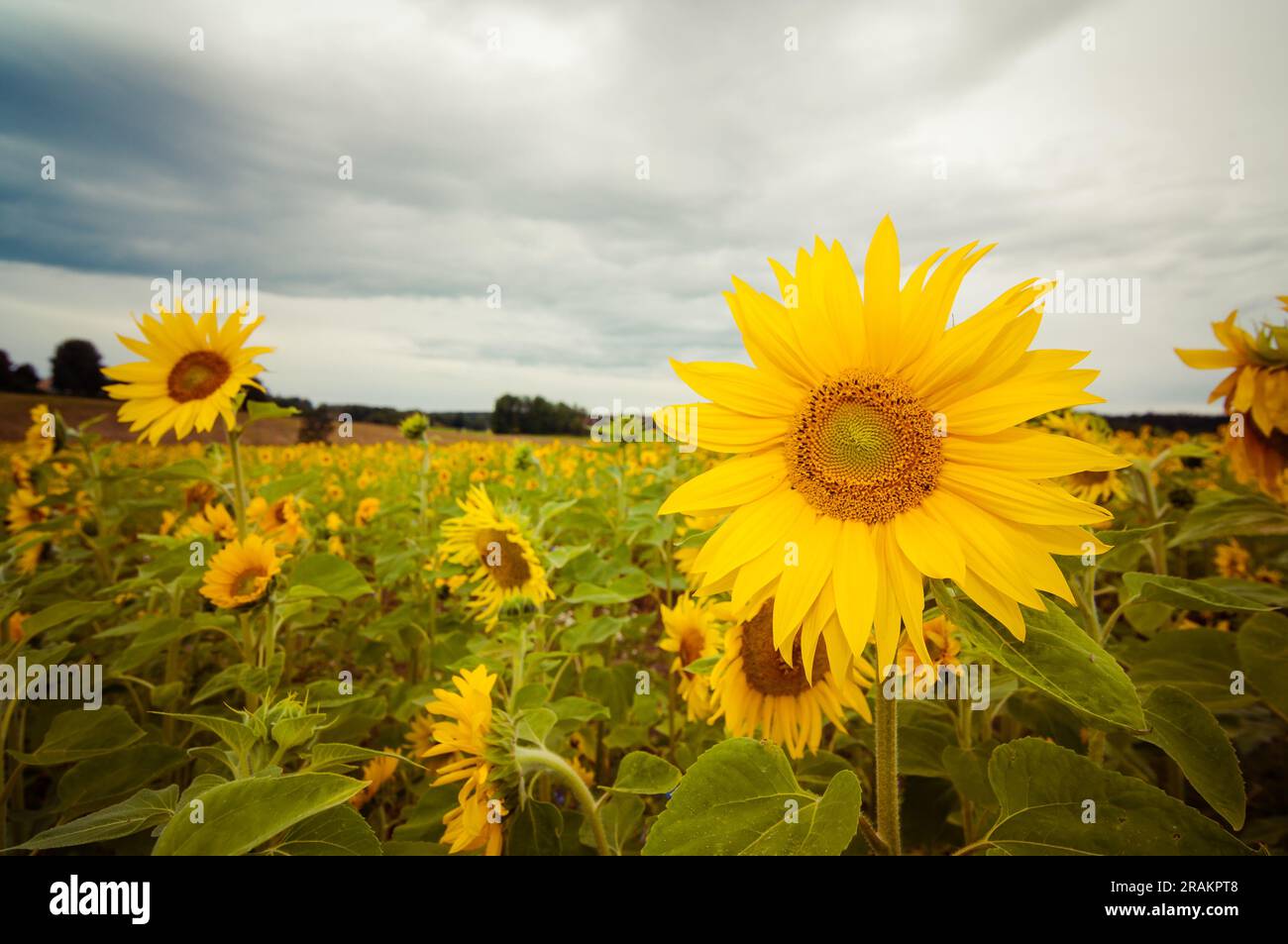Field of yellow sunflowers under dramatic sky Stock Photo - Alamy