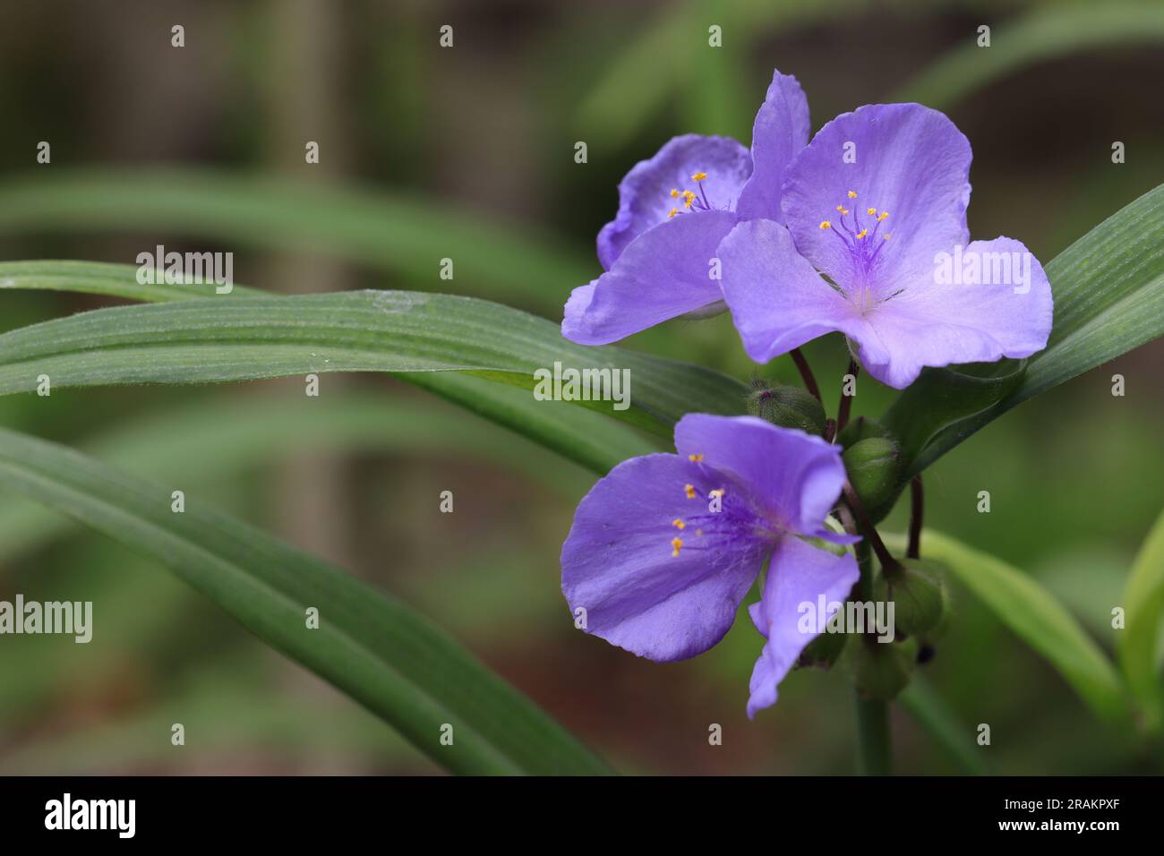 close-up of the blue flowers of a Tradescantia x andersoniana against a blurry natural background, copy space Stock Photo