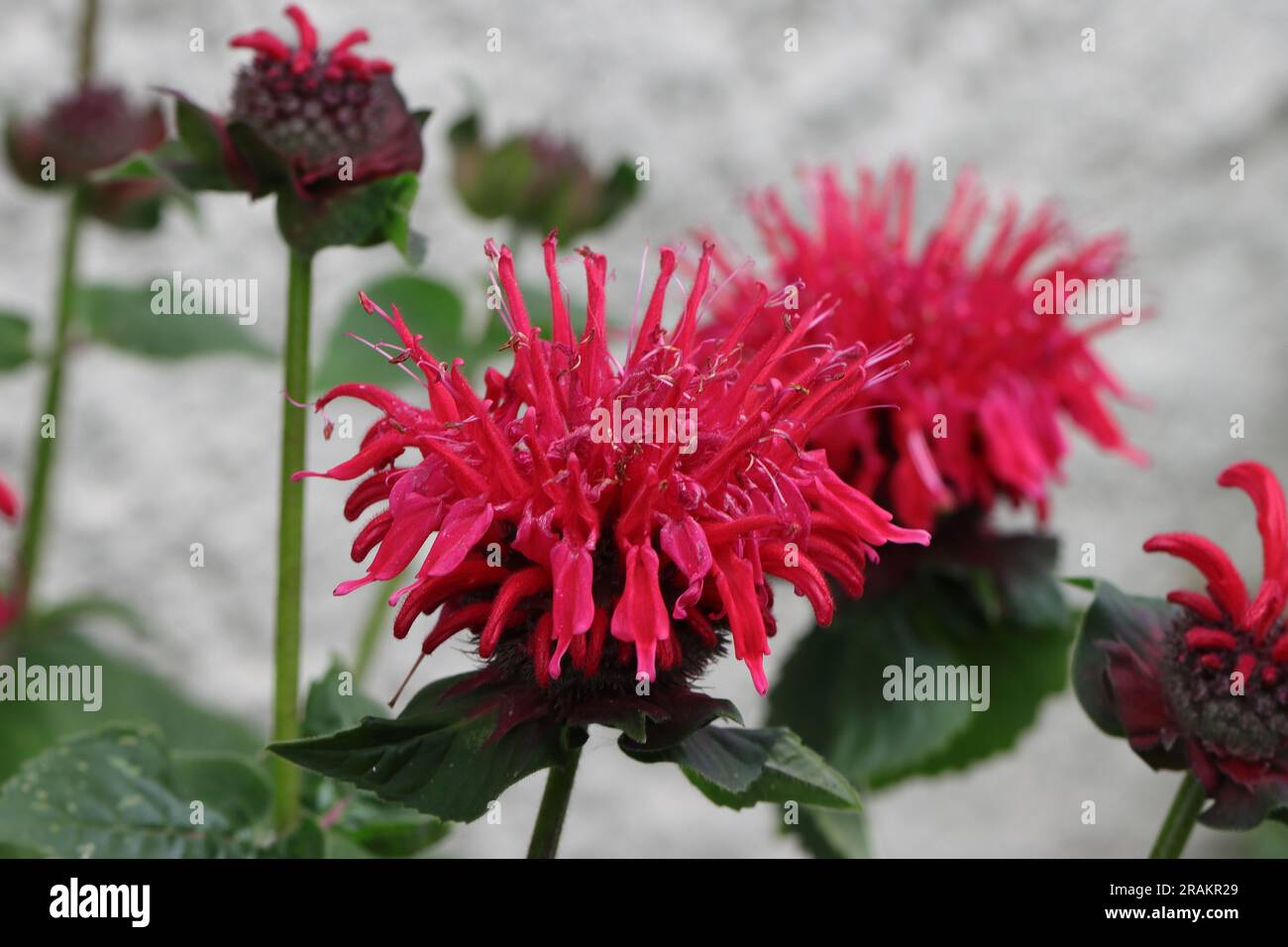Close-up of a beautiful scarlet Monarda didyma flower in front of a white house wall, blurred background, side view Stock Photo
