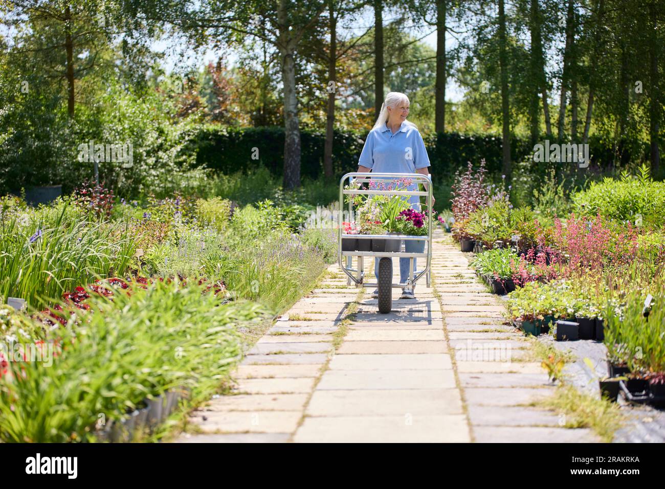 Retired Senior Woman Working Part Time Job In Garden Centre Pushing Trolley With Plants Stock Photo