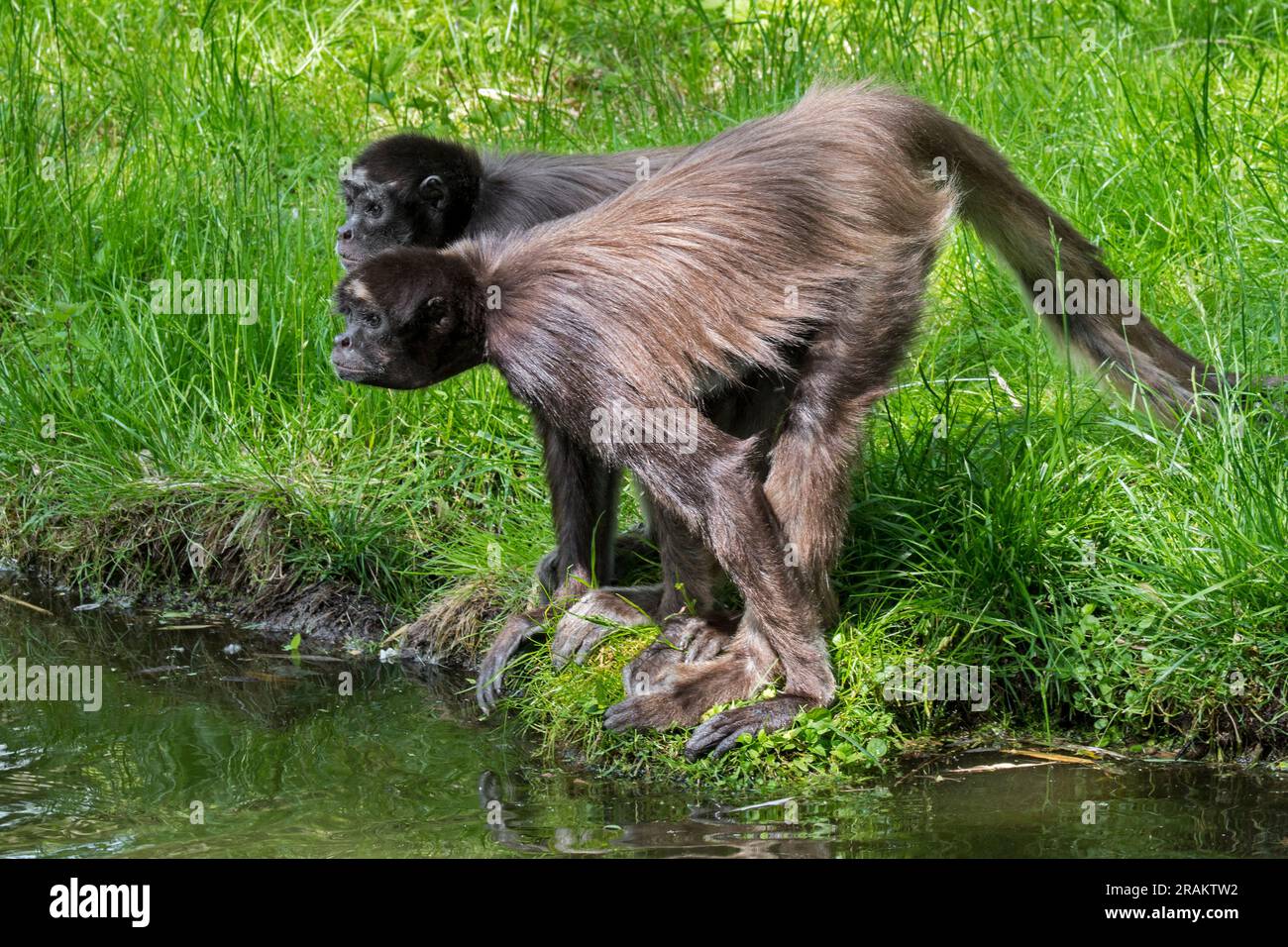 Two brown spider monkeys / variegated spider monkey (Ateles hybridus