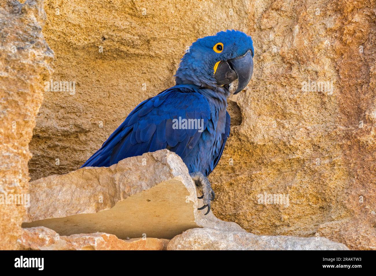 Hyacinth macaw / hyacinthine macaw (Anodorhynchus hyacinthinus) on rock ledge in cliff face, parrot native to central and eastern South America Stock Photo