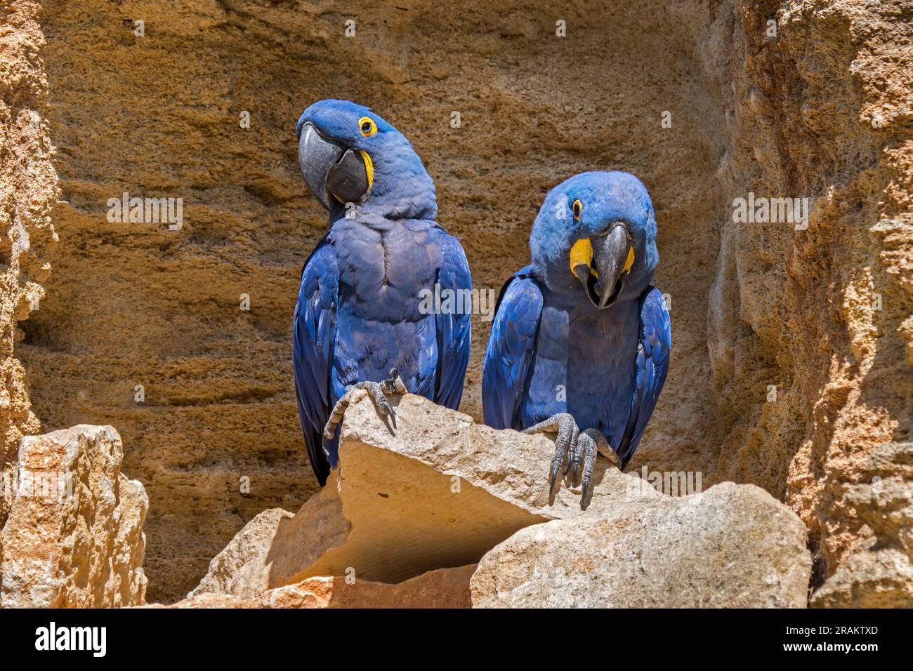 Hyacinth macaw / hyacinthine macaws (Anodorhynchus hyacinthinus) pair on rock ledge in cliff face, parrots native to central and eastern South America Stock Photo