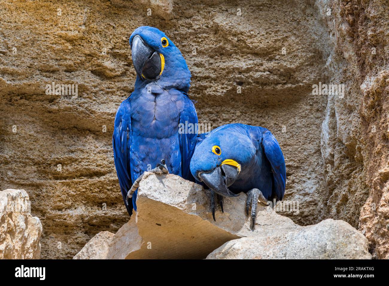 Hyacinth macaw / hyacinthine macaws (Anodorhynchus hyacinthinus) pair on rock ledge in cliff face, parrots native to central and eastern South America Stock Photo