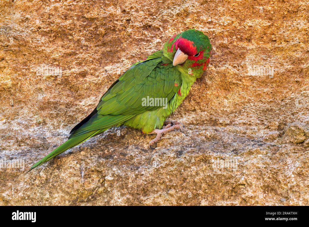 Mitred parakeet / mitred conure (Psittacara mitratus) on rock ledge in cliff face, native to South American Andes from Peru, Bolivia to Argentina Stock Photo