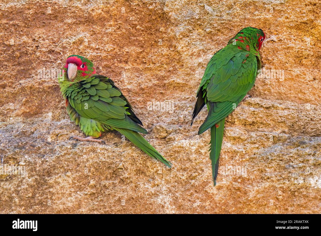 Mitred parakeet / mitred conure (Psittacara mitratus) pair on rock ledge in cliff face, native to South American Andes from Peru, Bolivia to Argentina Stock Photo