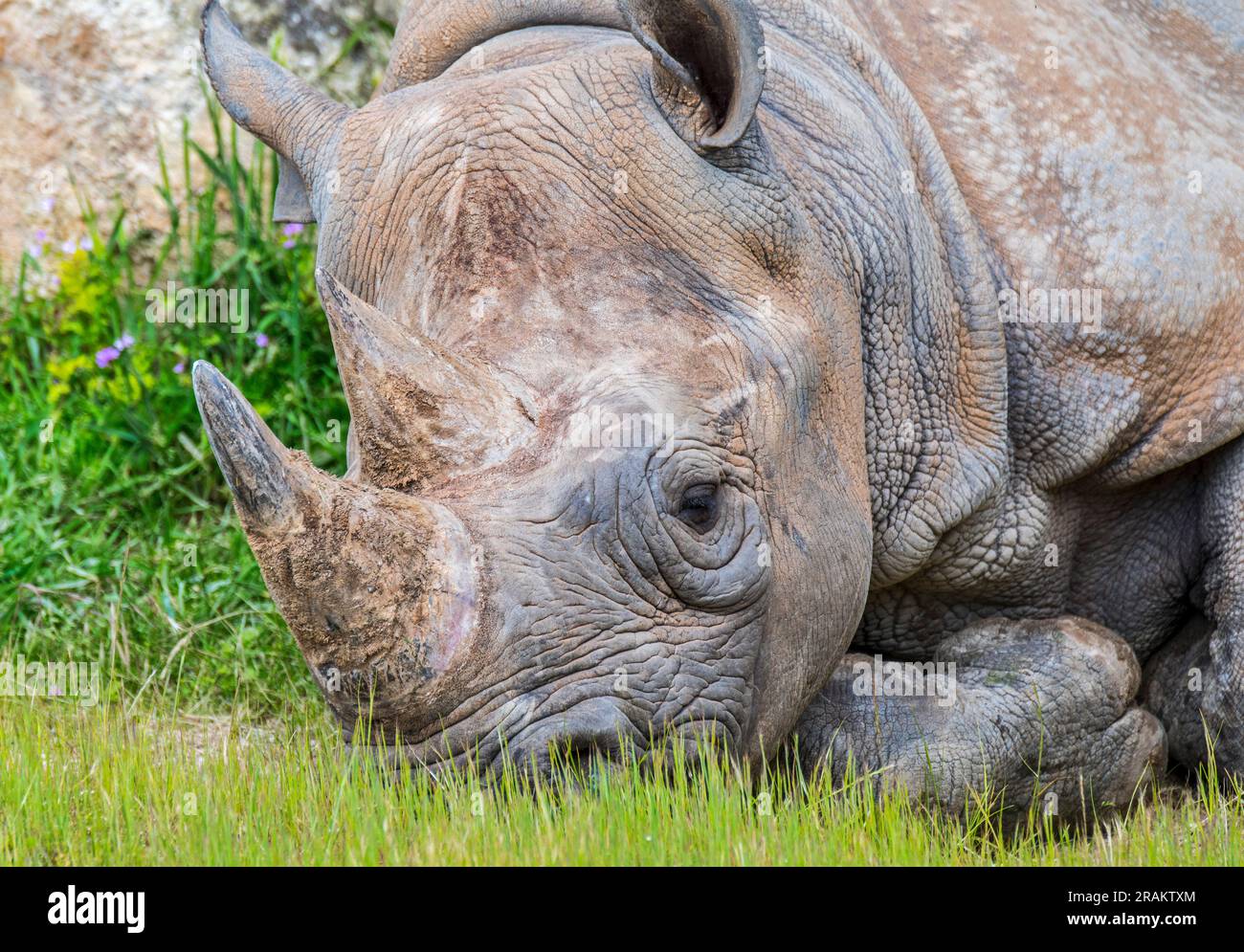 Eastern black rhinoceros / East African black rhinoceros / eastern hook-lipped rhinoceros (Diceros bicornis michaeli), close-up portrait Stock Photo