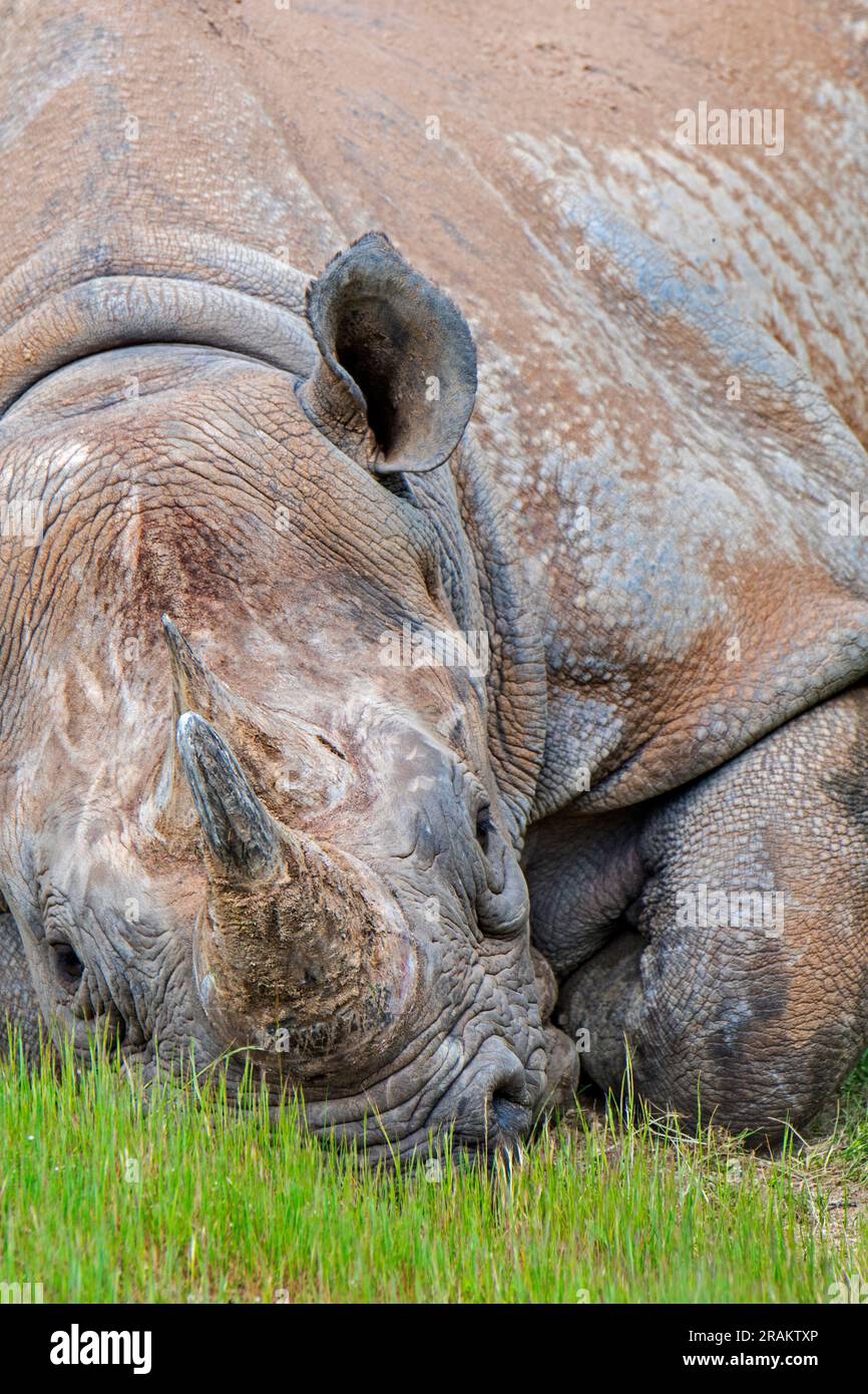 Eastern black rhinoceros / East African black rhinoceros / eastern hook-lipped rhinoceros (Diceros bicornis michaeli), close-up portrait Stock Photo