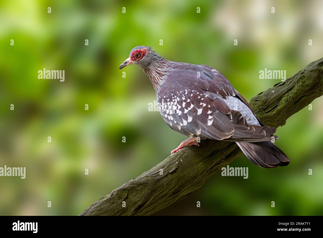 Speckled pigeon / African rock pigeon / Guinea pigeon (Columba guinea) native to much of Africa south of the Sahara Stock Photo