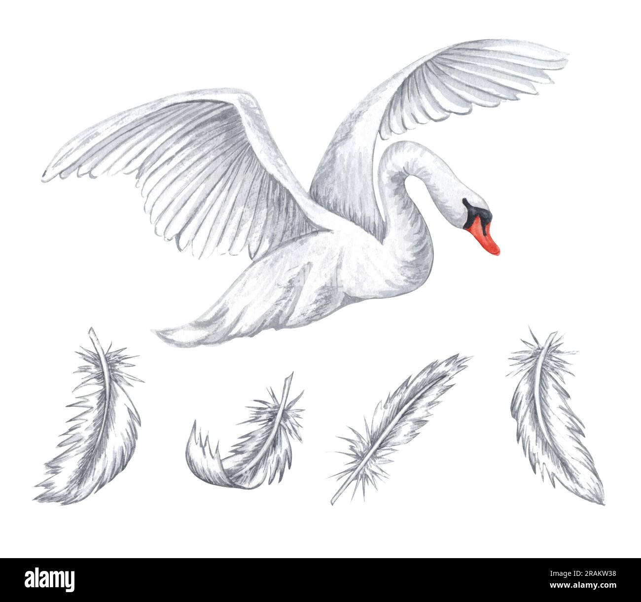 Watercolor illustration of flying white swan. Hand drawn white feathers