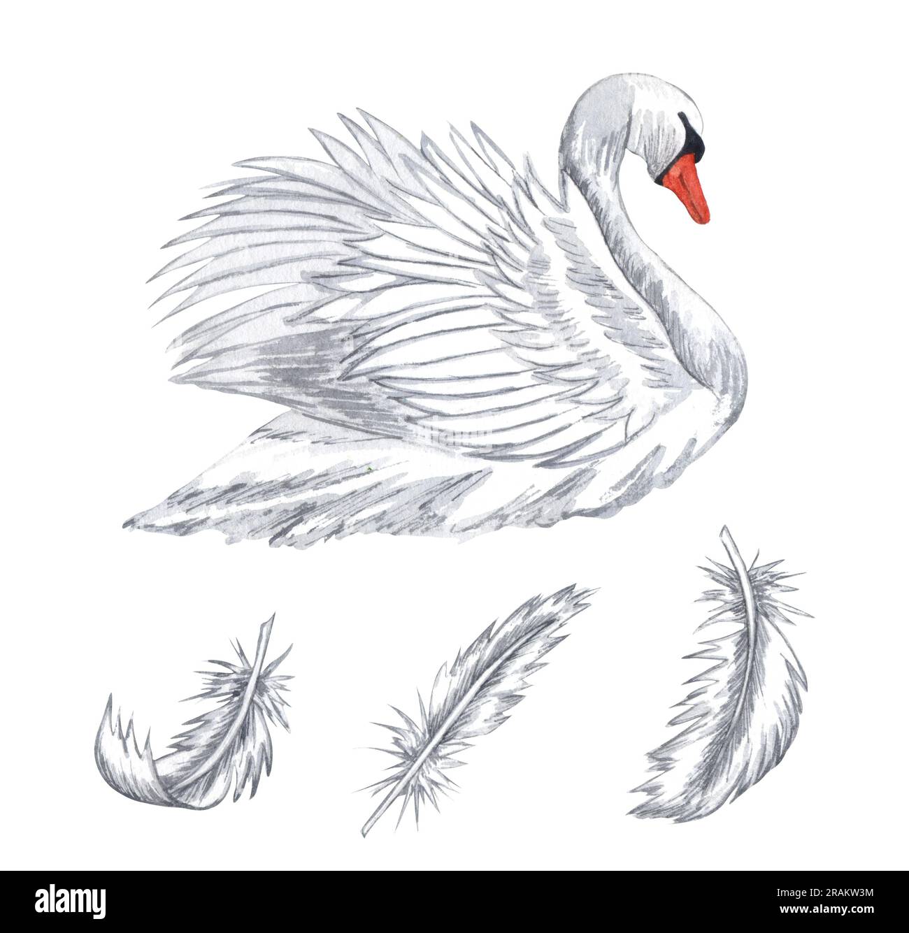 Watercolor white swan. Hand drawn white feathers isolated on white