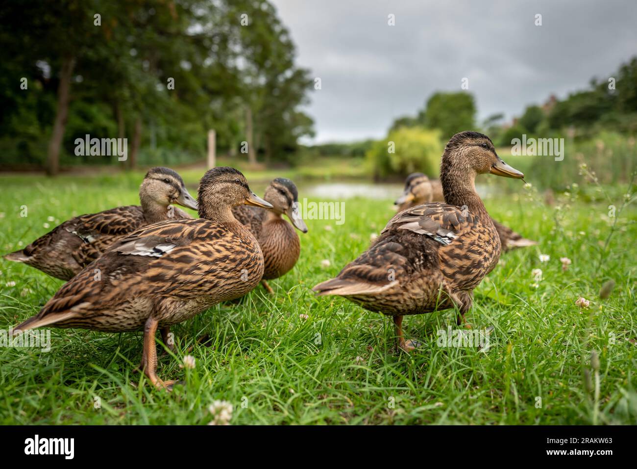 Seaford, July 3rd 2023 Ducks at East Blatchington pond Stock Photo Alamy