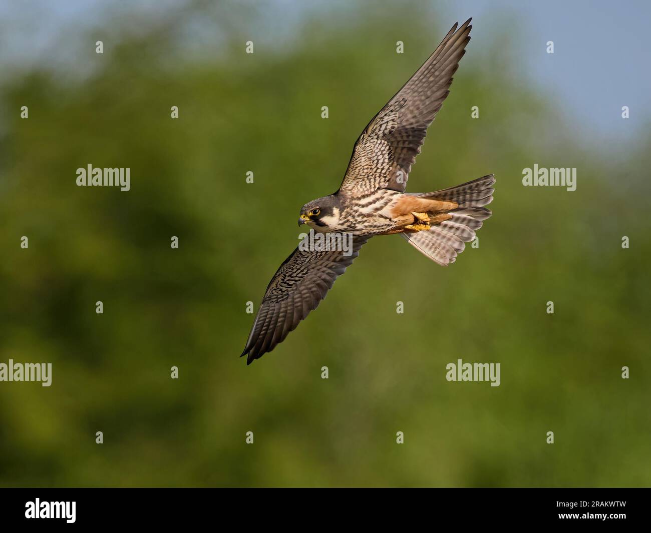Eurasian hobby (Falco subbuteo) in its natural environment Stock Photo