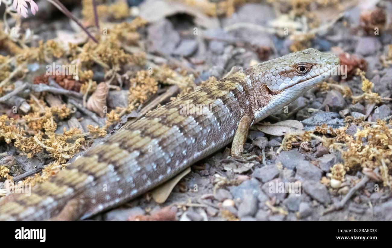 Adult California Alligator Lizard Camouflage on Trail. Monte Bello  Preserve, Santa Clara and San Mateo Counties, California, USA Stock Photo -  Alamy