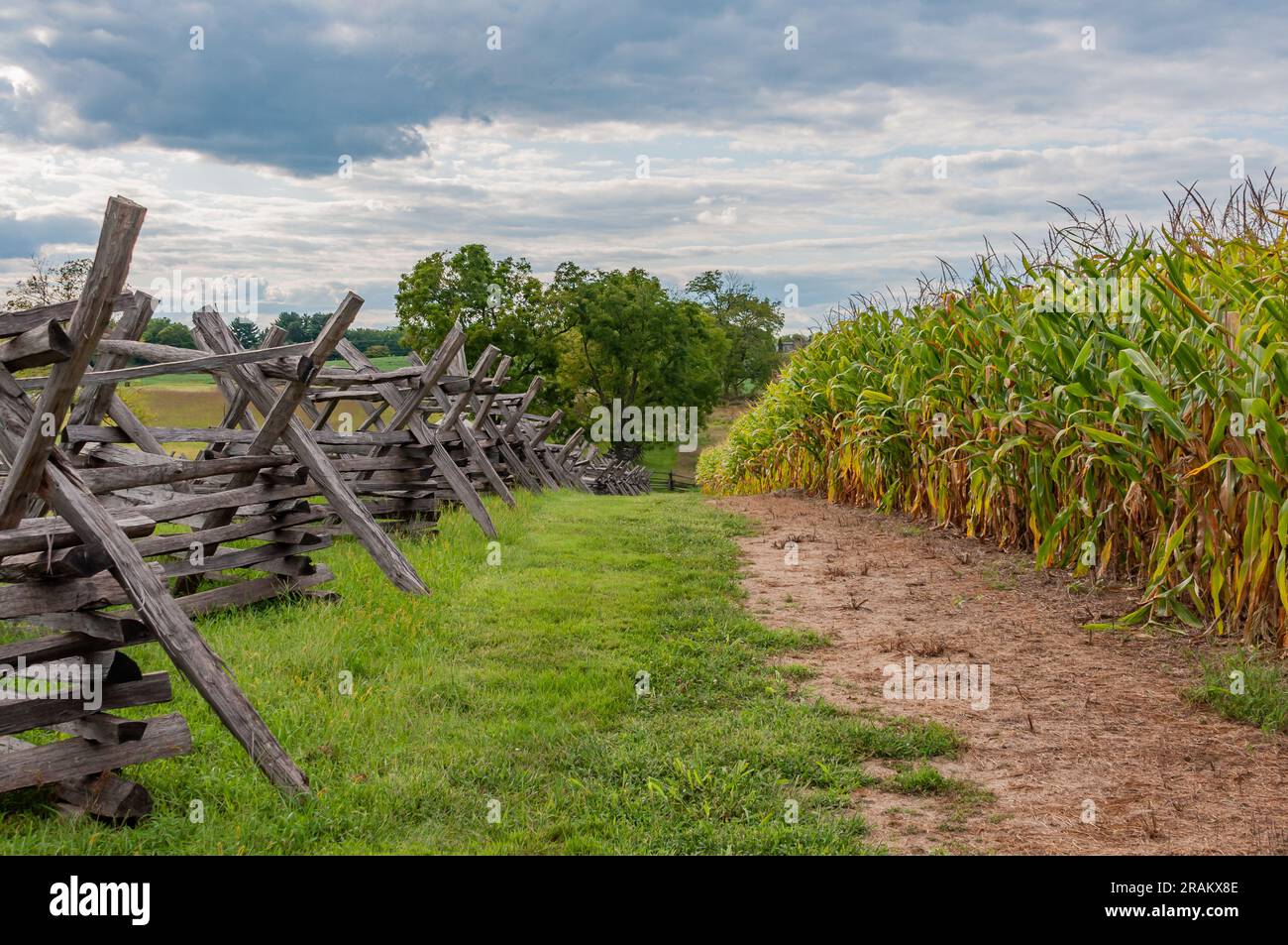 Cornfield Bordering Bloody Lane, Antietam National Battlefield, Maryland USA Stock Photo