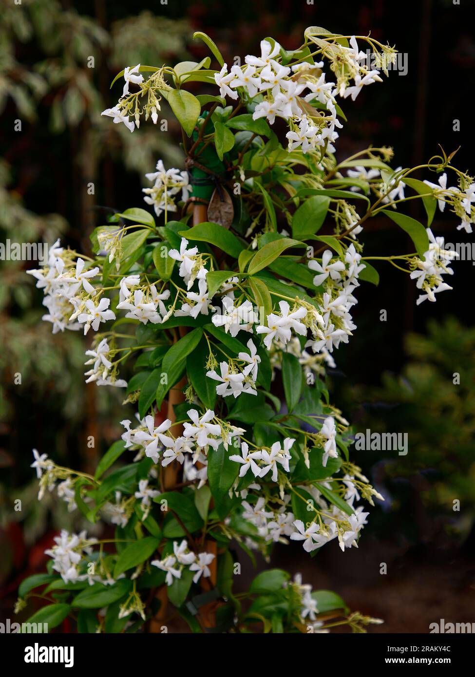Closeup of the evergreen garden climbing plant trachelospermum jasminoides. Stock Photo