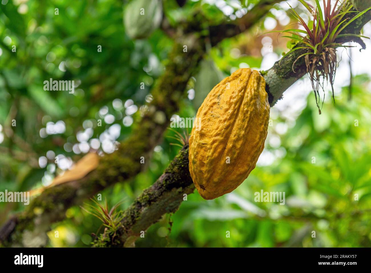 Yellow Arriba Nacional cacao (Theobroma cacao) fruit pod, Esmeraldas, Ecuador. Stock Photo