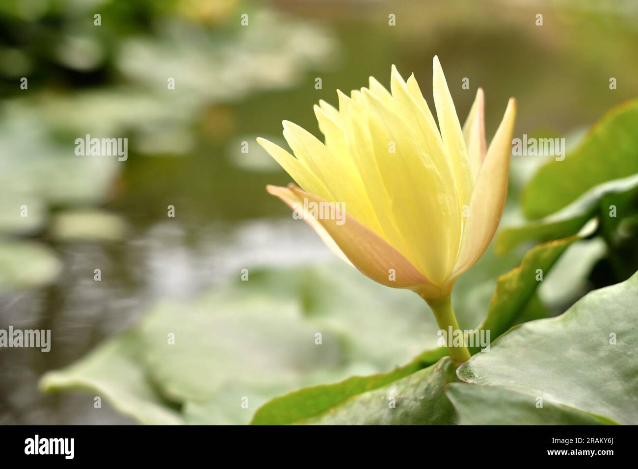 Pond with large yellow water lily flower. Stock Photo