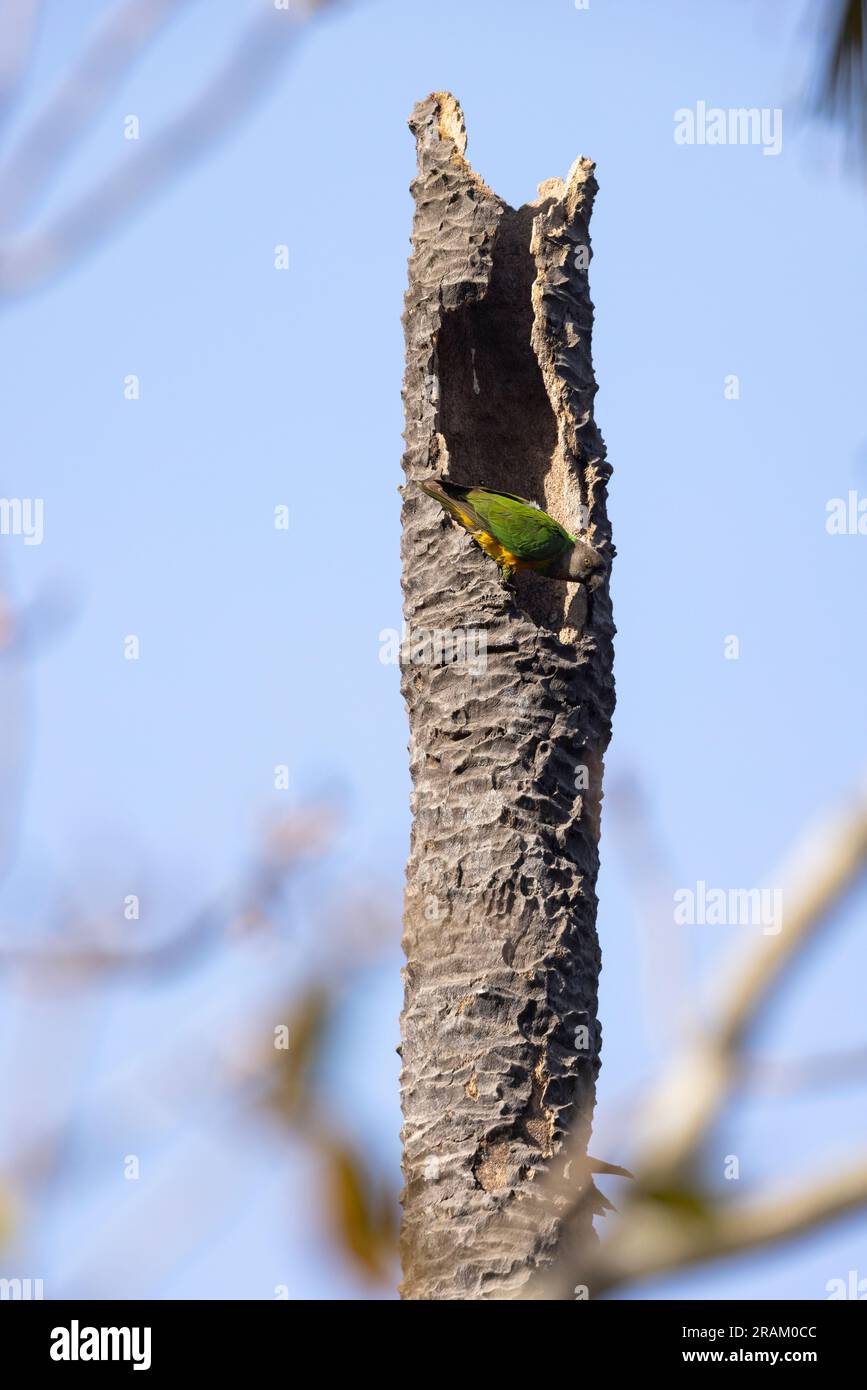 Senegal parrot Poicephalus senegalus, adult perched at nest site in palm tree, Kubuneh, Brikama, The Gambia, March Stock Photo