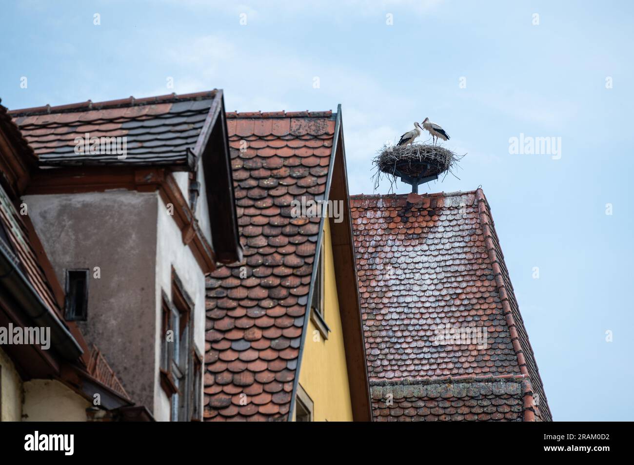 stork nest on the Markus tower