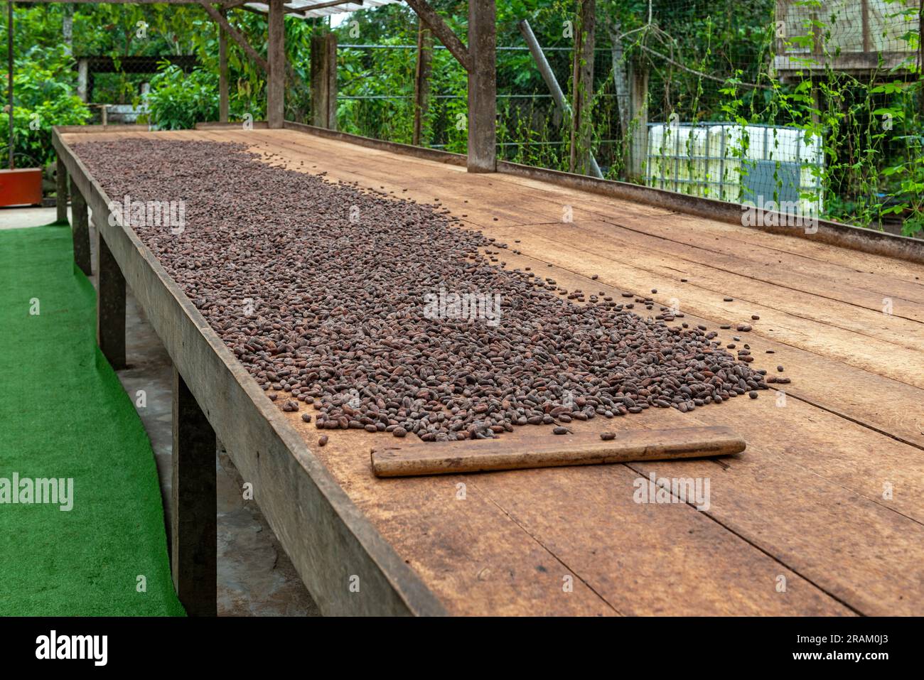 Drying tables in the shade with fine aroma Arriba Nacional cacao (Theobroma cacao) beans, Esmeraldas, Ecuador. Stock Photo