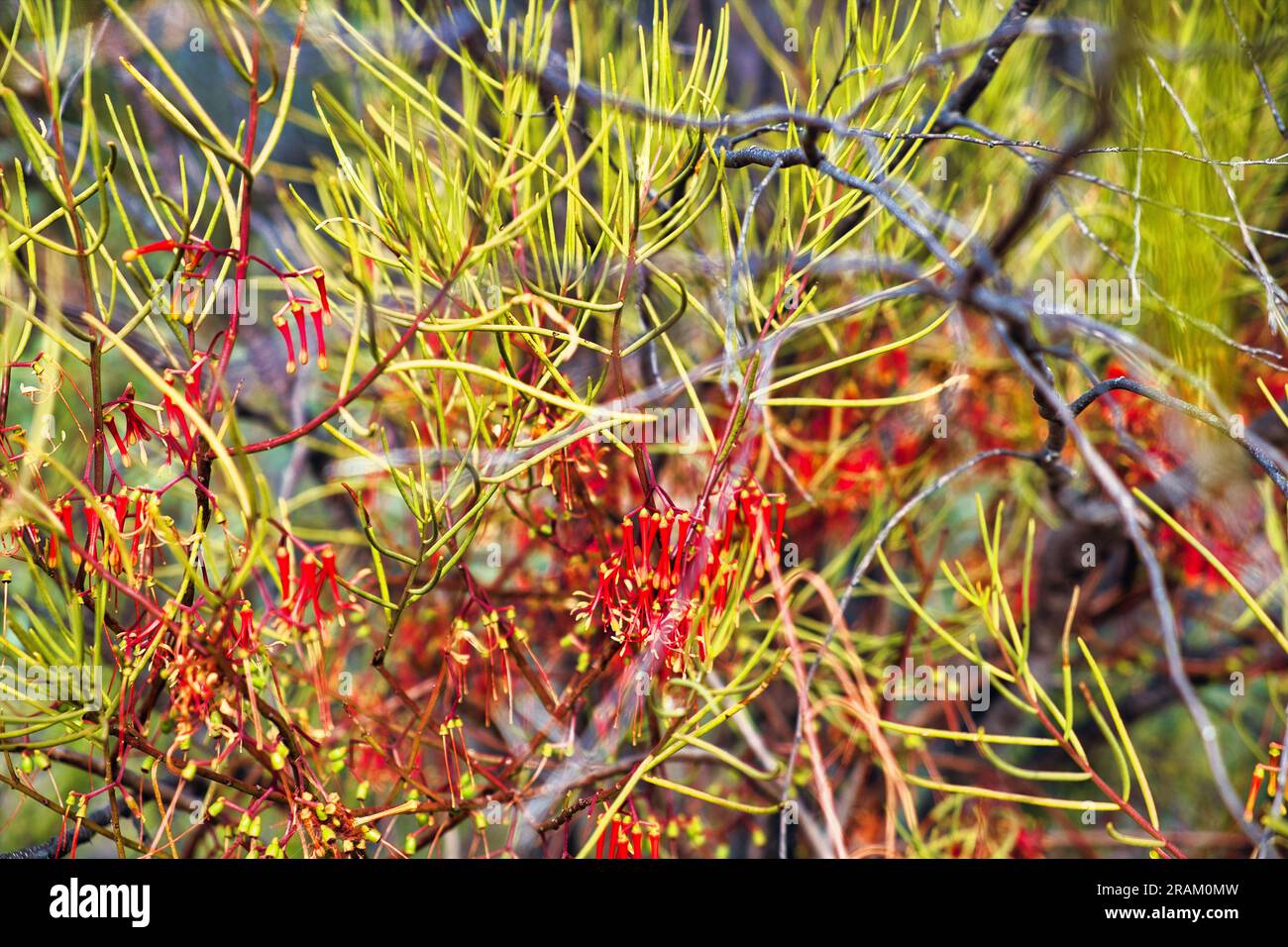 Blooming wire-leaf mistletoe (Amyema preissii, also Loranthus preissii) in the outback of Western Australia Stock Photo